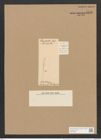 Nitzschia schlephackeana Grun. (de-Toni-Nr.: Genus 47, Species 2098) Zeichnungen Sammlung Grunow Nr. 4176 (NHMW-BOT-W0372066)